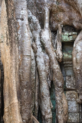 pictures of Cambodia - Ta Prohm Temple, Cambodia
