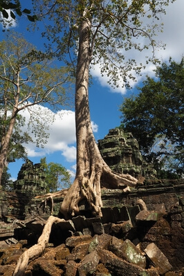 photos of Cambodia - Ta Prohm Temple, Cambodia