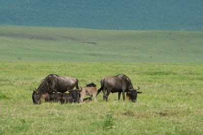 Ngorongoro Caldera