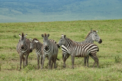 Tanzania photos - Ngorongoro Caldera