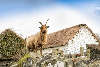 A young and mischievous Loaghtan sheep at Cregneash.