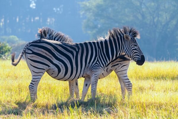 Zebras in Mlilwane Sanctuary