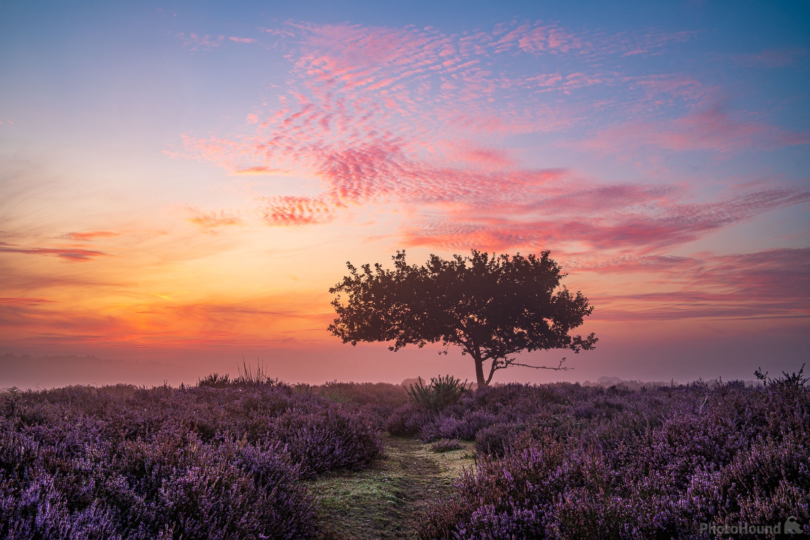 Image of Roydon Common by James Billings.