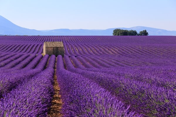 Lavender Field and a House