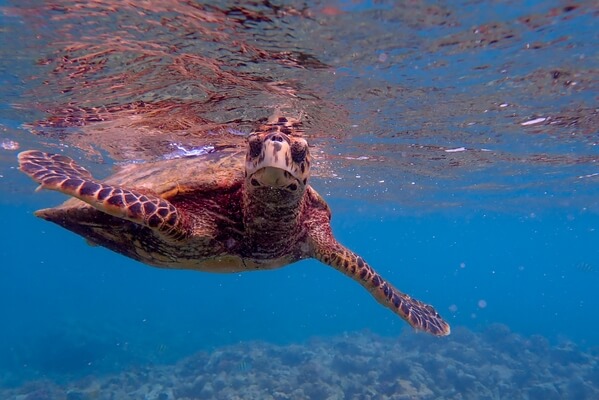 Turtle near Cocos Island