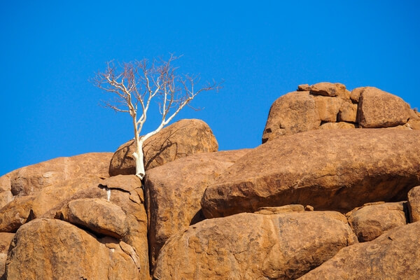 Rock Climbing Tree