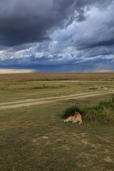 Before Thunderstorm in Serengeti