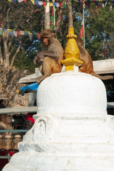 Swayambhunath Monkey Temple