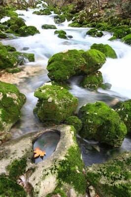 images of Slovenia - Lijak Creek and Spring, Slovenia