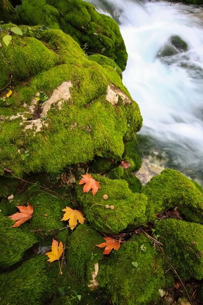 Moss, Leaves and Water