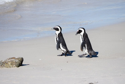 images of South Africa - Boulders Penguin Colony