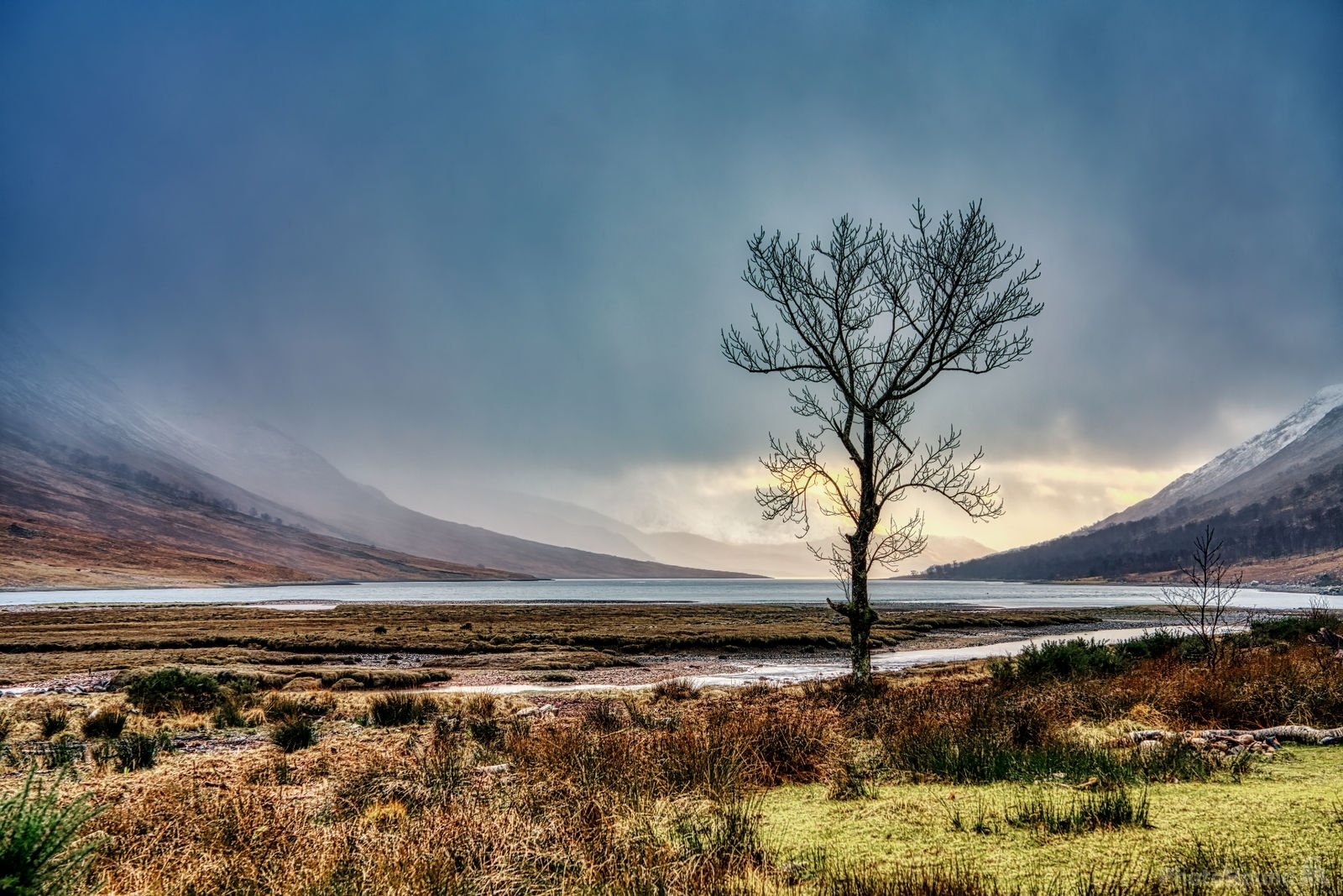 Image of Lone Tree at Loch Etive by Peter Zalabai