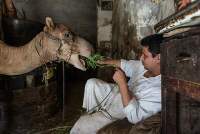 Man feeding his camel in indoor grinding mill