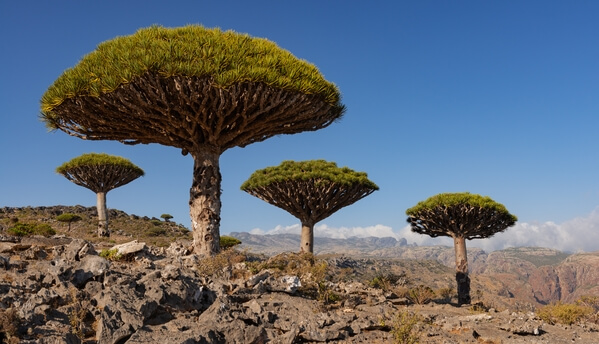 Dragon blood trees, Socotra