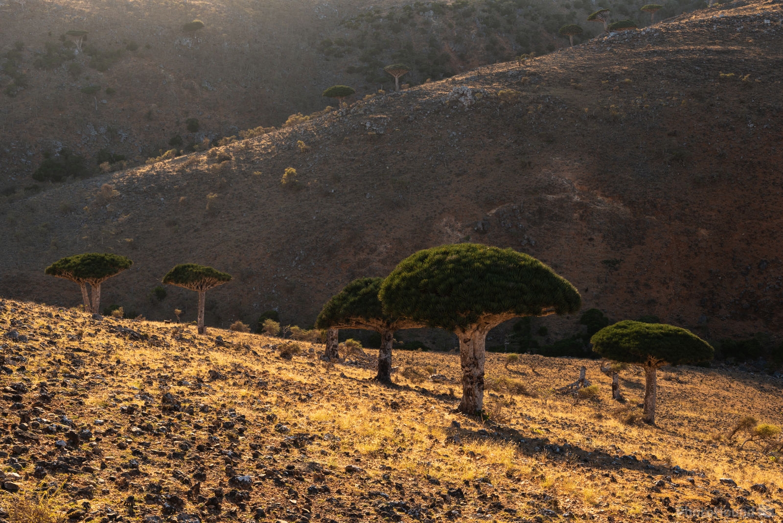 Image of Dixam Plateau - Near Shibahn Village by Luka Esenko