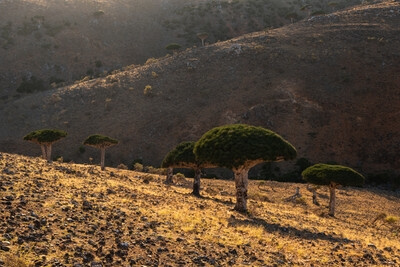 Yemen pictures - Dixam Plateau, Socotra