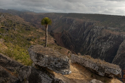 pictures of Yemen - Dixam Plateau, Socotra