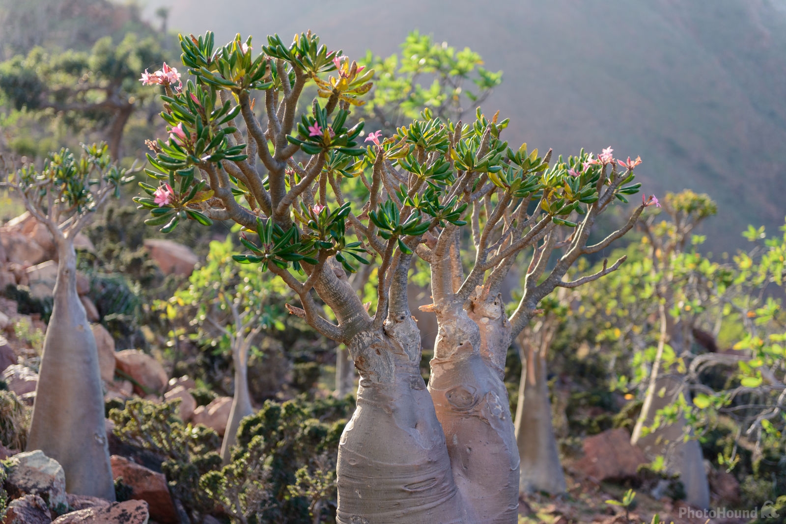 Image of Homhil Plateau, Socotra by Luka Esenko