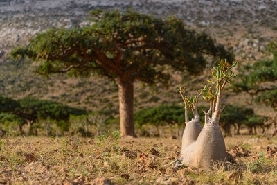 pictures of Yemen - Homhil Plateau, Socotra