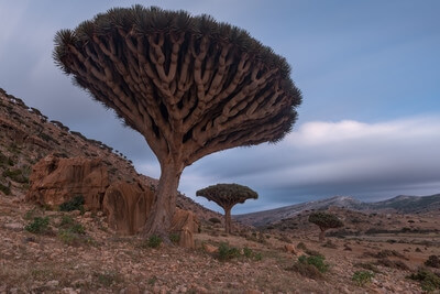 photos of Yemen - Homhil Plateau, Socotra