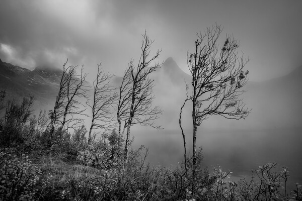Mono of some of the spindly trees along the lake shore