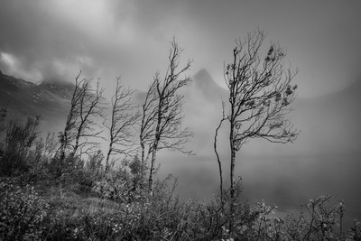 Mono of some of the spindly trees along the lake shore