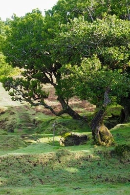 Picture of Fanal Laurisilva Forest  - Fanal Laurisilva Forest 