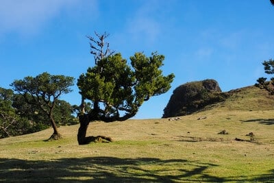 pictures of Madeira - Fanal Laurisilva Forest 