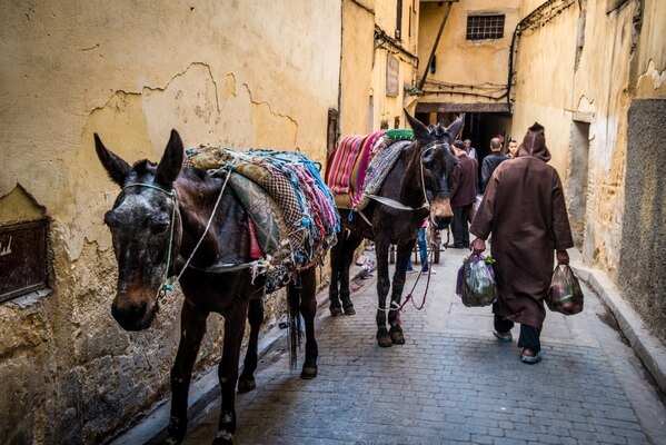Donkeys are a popular means of transporting goods  within the medina