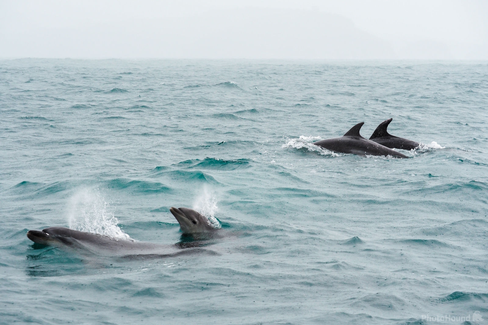 Image of Bay of Islands Dolphins by Saša Jamšek