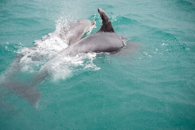 images of New Zealand - Bay of Islands Dolphins