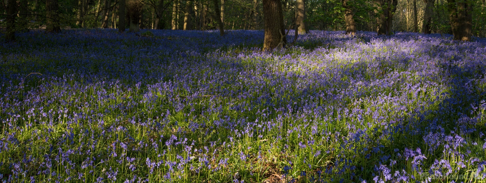Image of Middleton Woods by Richard Lizzimore