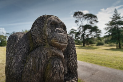 Carved wooden gorilla next to Go Ape 
