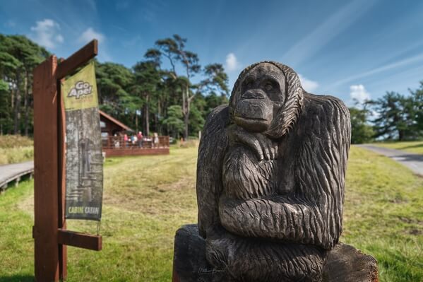 Carved wooden gorilla next to Go Ape 