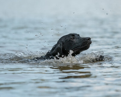 A dog swimming in the lake