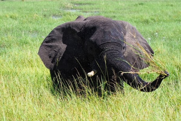 Elephant in Chobe