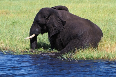 pictures of Botswana - River Cruise in Kasane, Chobe National Park
