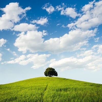 Provincia Di Siena instagram spots - Buonconvento old oak tree