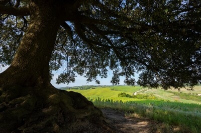 images of Tuscany - Buonconvento old oak tree