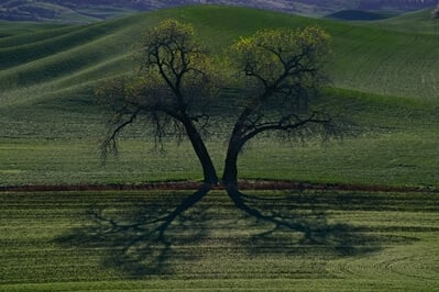 pictures of Palouse - Tennessee Flat Road Lone Trees