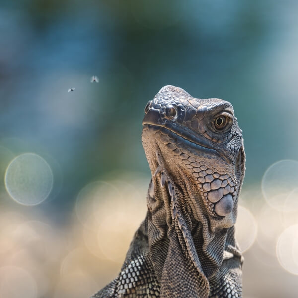 Close crop of an iguana sizing up his lunch