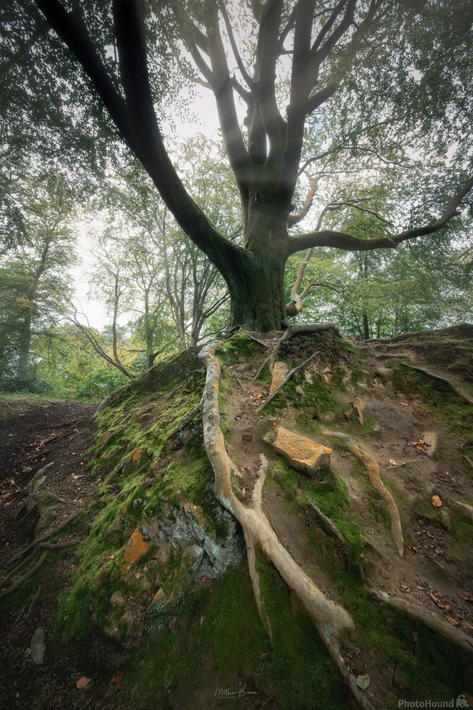 Image of Gnoll Country Park by Mathew Browne
