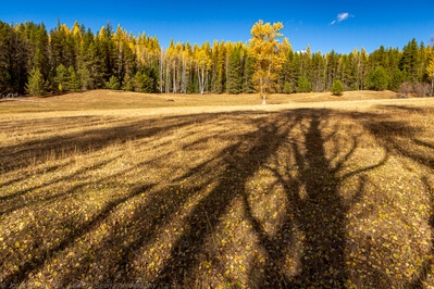 United States images - South Fork Mill Creek Aspens
