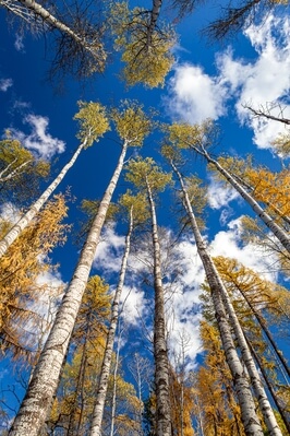 United States photography spots - South Fork Mill Creek Aspens