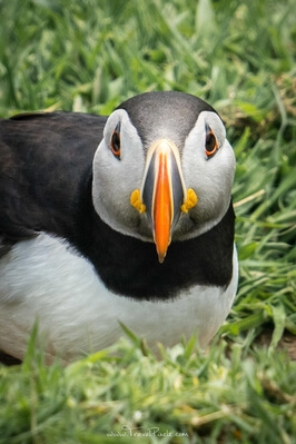 Portrait of a Puffin on Skomer Island / South Wales