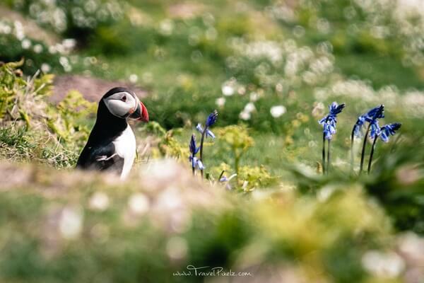Puffin contemplating on flowers on Skomer Island / South Wales
