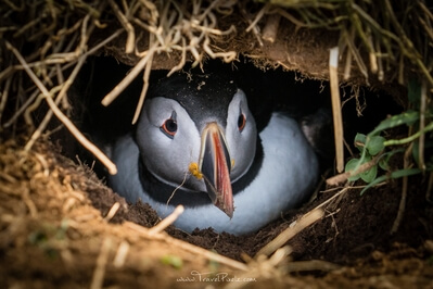 Puffin in his breeding burrow on Skomer Island / South Wales