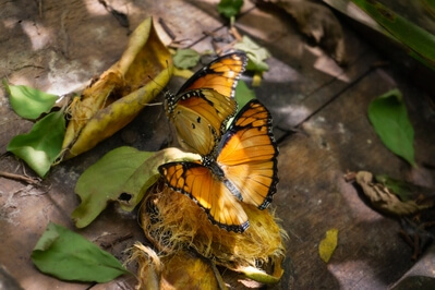 images of Zanzibar Island - Zanzibar Butterfly Centre