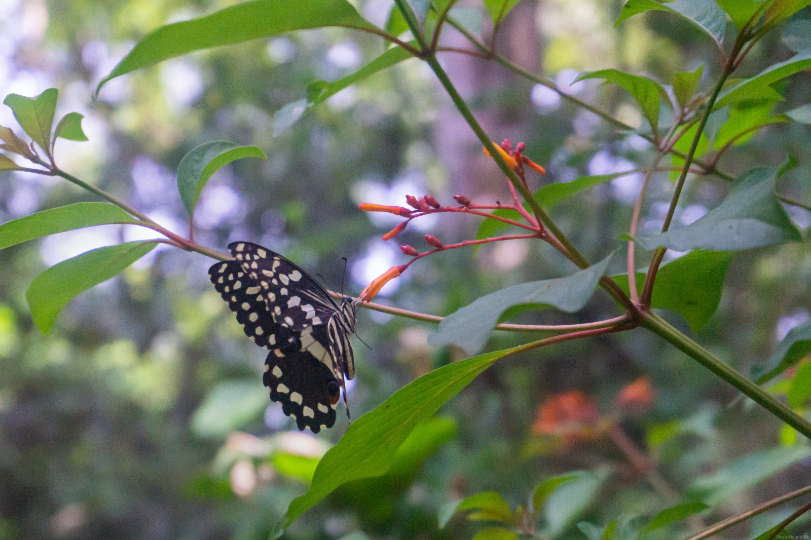 Image of Zanzibar Butterfly Centre by Nancy Nederlof