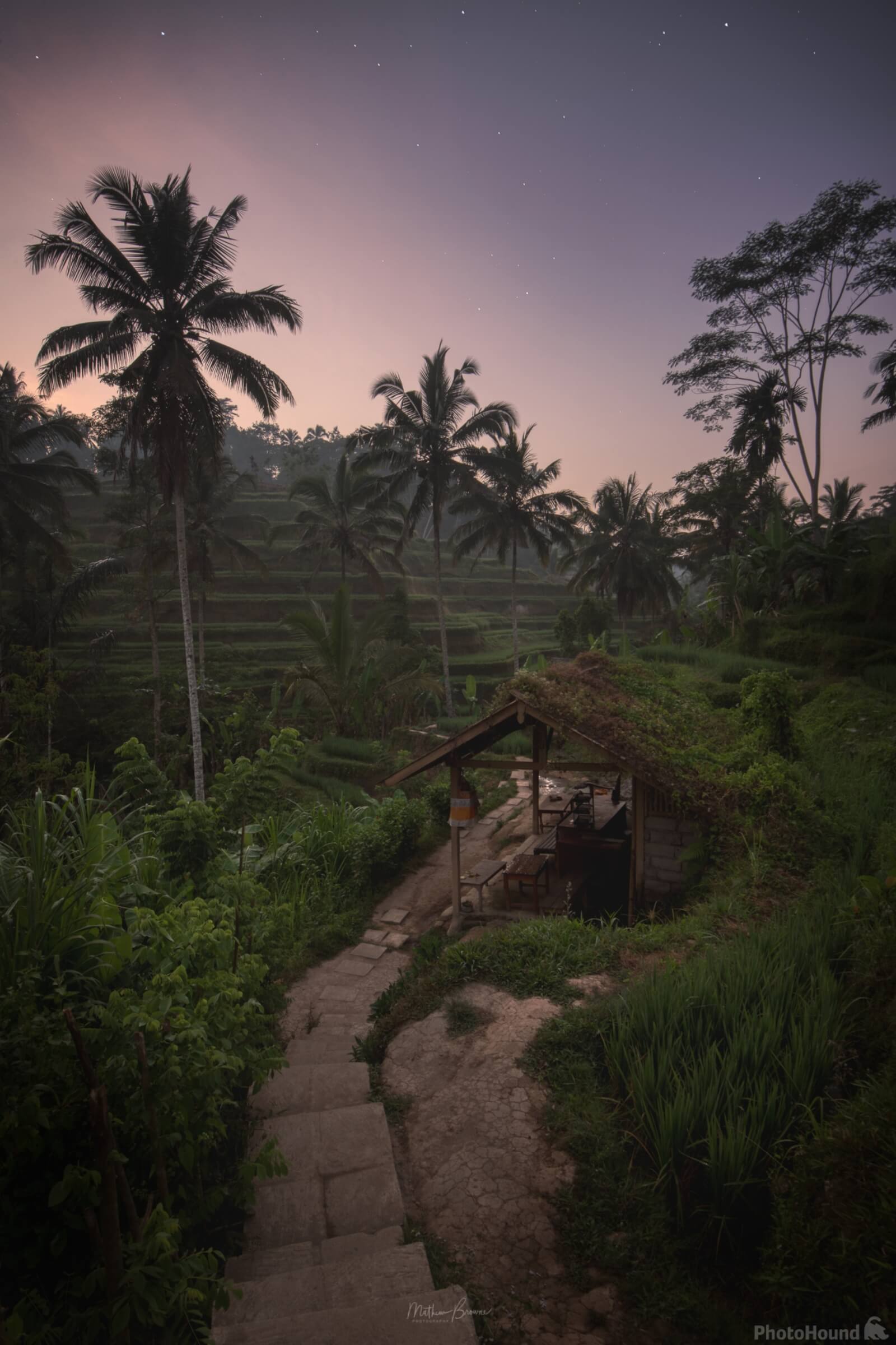 Image of Tegallalang Rice Terraces by Mathew Browne